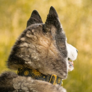 May include: A gray and white husky dog wearing a black and gold collar with a sun and moon pattern. The dog is looking to the right and has its ears perked up.