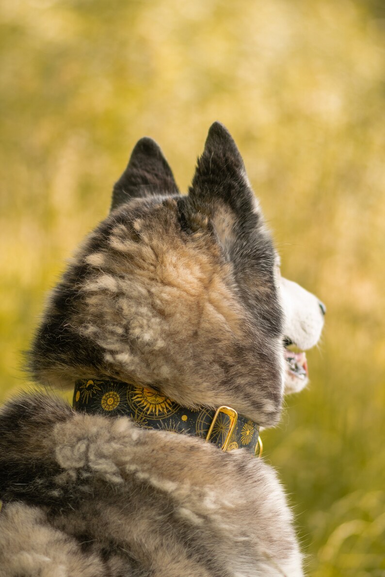 May include: A gray and white husky dog wearing a black and gold collar with a sun and moon pattern. The dog is looking to the right and has its ears perked up.