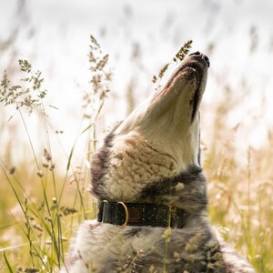 May include: A gray and white dog with a black and gold collar with a constellation pattern is looking up in a field of tall grass.