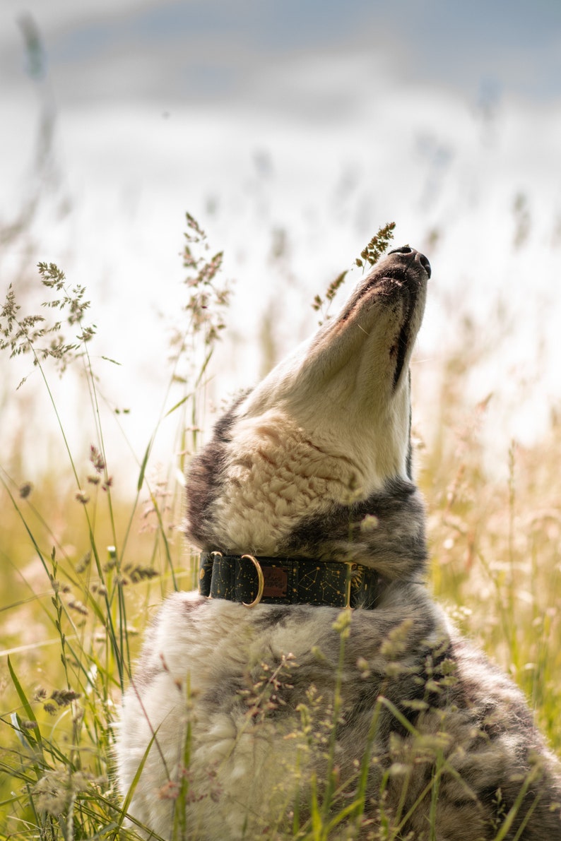 May include: A gray and white dog with a black and gold collar with a constellation pattern is looking up in a field of tall grass.