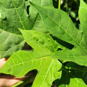 Chaya (broadleaf) Mexican Tree Spinach