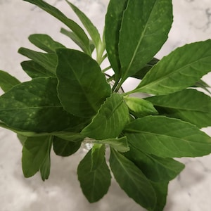 Longevity Spinach