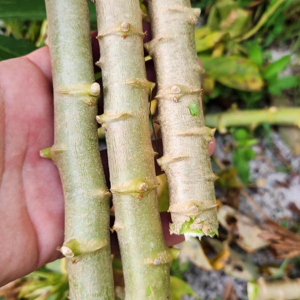 Cassava (yucca) Plant Start