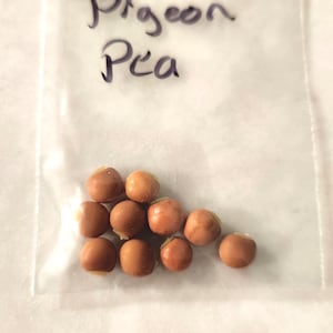 Pigeon Pea seed