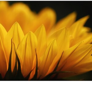 Digital Print Download