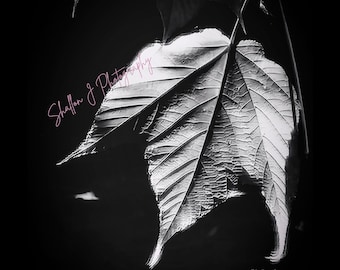 SVG Black and White Leaf Photography Art Print (Digital Download) No AI