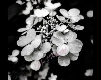 SVG B&W Floral Photography Art Print: Elegant Flower Photo (Digital Download) No AI