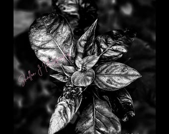 SVG Black and White Leaf Photography Art Print (Digital Download) No AI