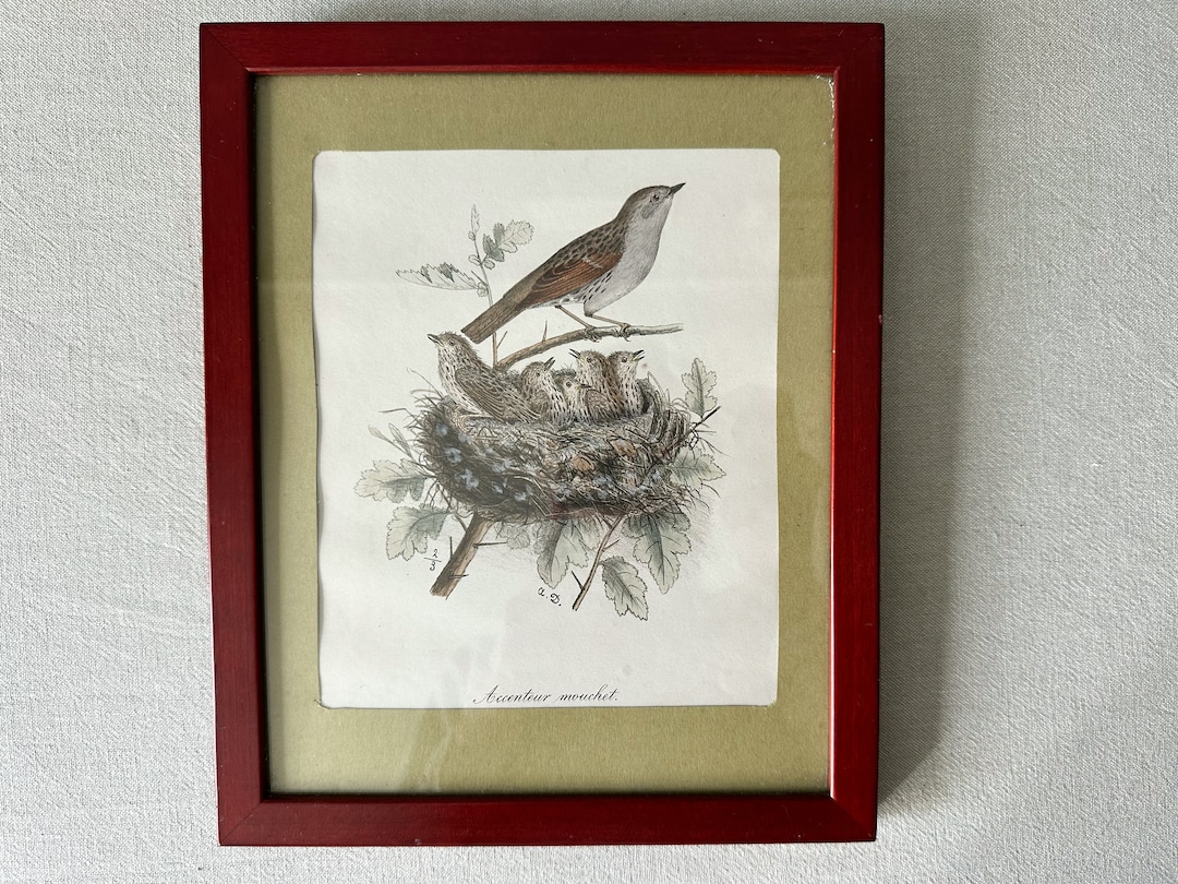 Vintage Framed Bird Picture, Original Framed Illustration, Framed Bird