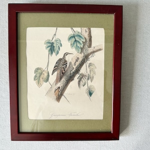 Vintage Framed Bird Picture, Original Framed Illustration, Framed Bird Pictures, Vintage Printed Art, Botanical Print