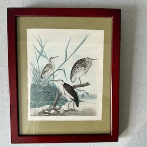 Vintage Framed Bird Picture, Original Framed Illustration, Framed Bird Pictures, Vintage Printed Art, Botanical Print