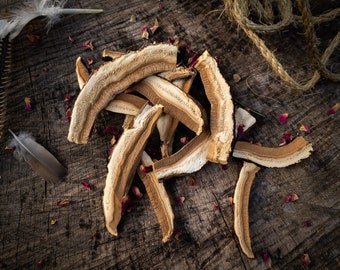 Wild foraged Reishi mushroom (G. tsugae)