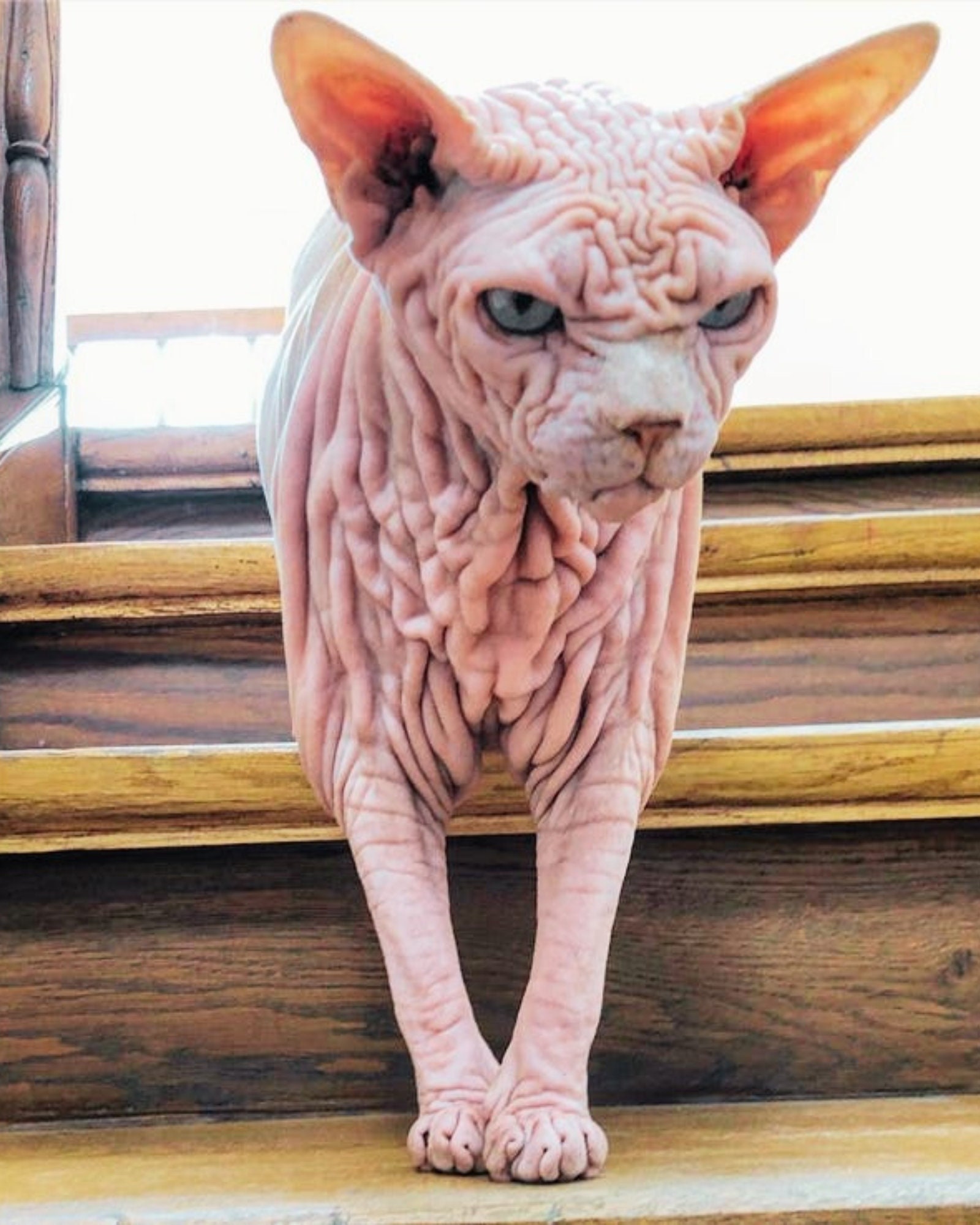 sphynx toes