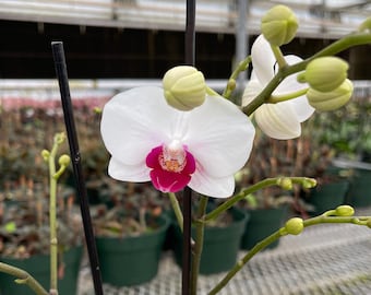 Phalaenopsis Multiflora | 5” pot | Orchid | Streetwise | Deep Secret | Snowflake | Safe Haven