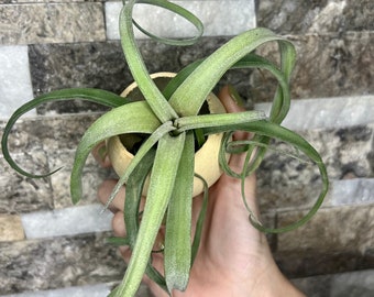 Tillandsia Curly Slim | Air Plant | Rare Finds