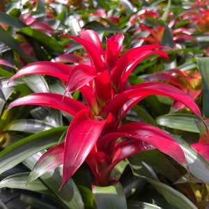 Guzmania Tatiana 5 pot Bromeliad image 1