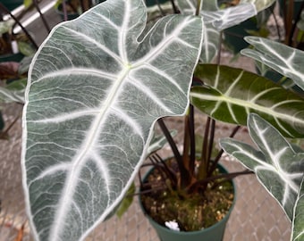 Alocasia 'Ebony' | Elephant Ear Plant | Indoor Plants | Outdoor Plants
