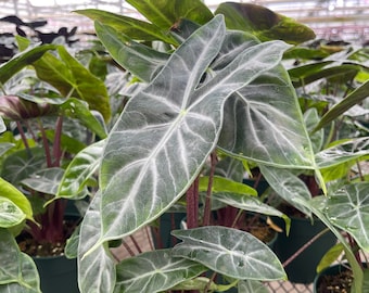 Alocasia 'Ivory Coast' | Indoor Plant | Outdoor Plant