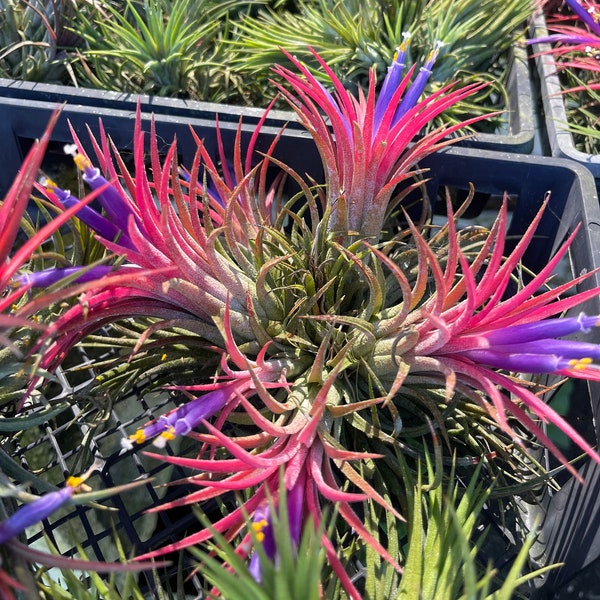 Tillandsia Ionantha "Fuego" Ball on a hanging wire | Air Plant