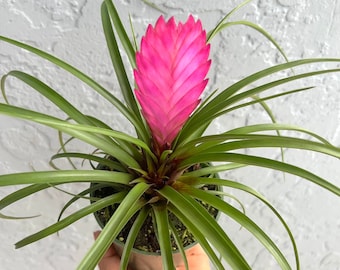 Tillandsia Cyanea | Bromeliad | Pink Quill Plant