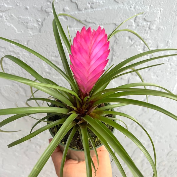 Tillandsia Cyanea | Bromeliad | Pink Quill Plant