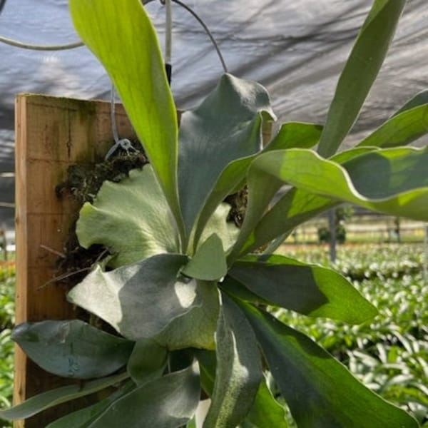 Staghorn Fern | Platycerium bifurcatum | 12" wooden plaque | hanging wire |