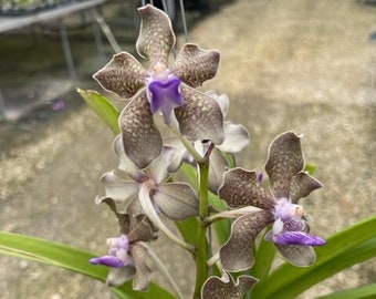 Vanda "Mimi Palmer" Fragrant Orchid | Exotic Orchids |