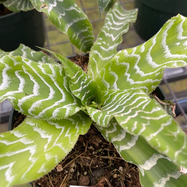 Cryptanthus Betty | Earth Star Bromeliads