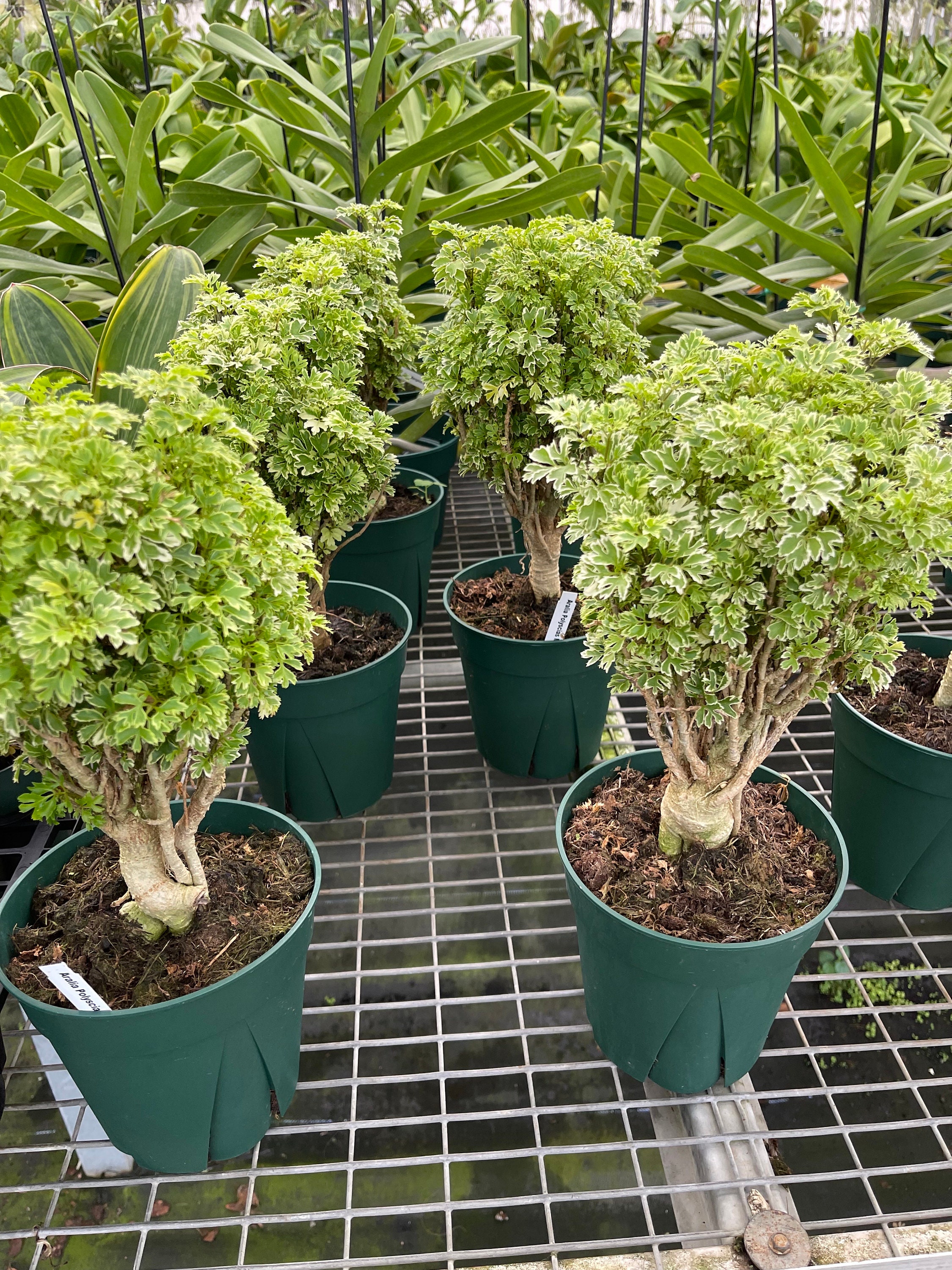 Aralia Polyscias Ming Gold Variegated Mini Bonsai Tree Etsy