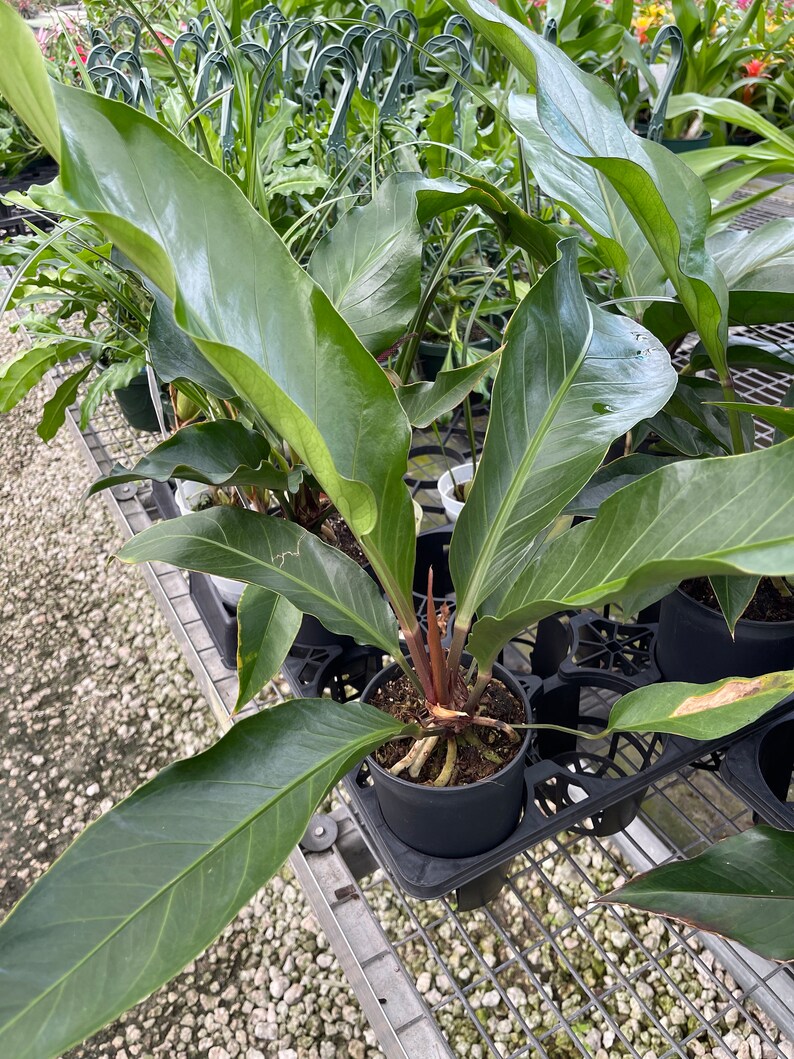 Anthurium Hookeri Birds Nest Etsy