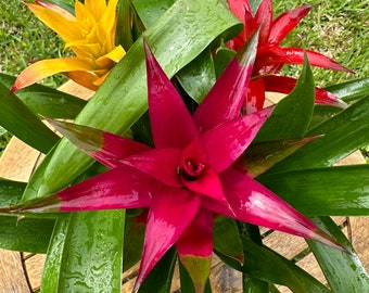 6” Guzmania Bromeliad Triple Combo | 3 different colors per pot