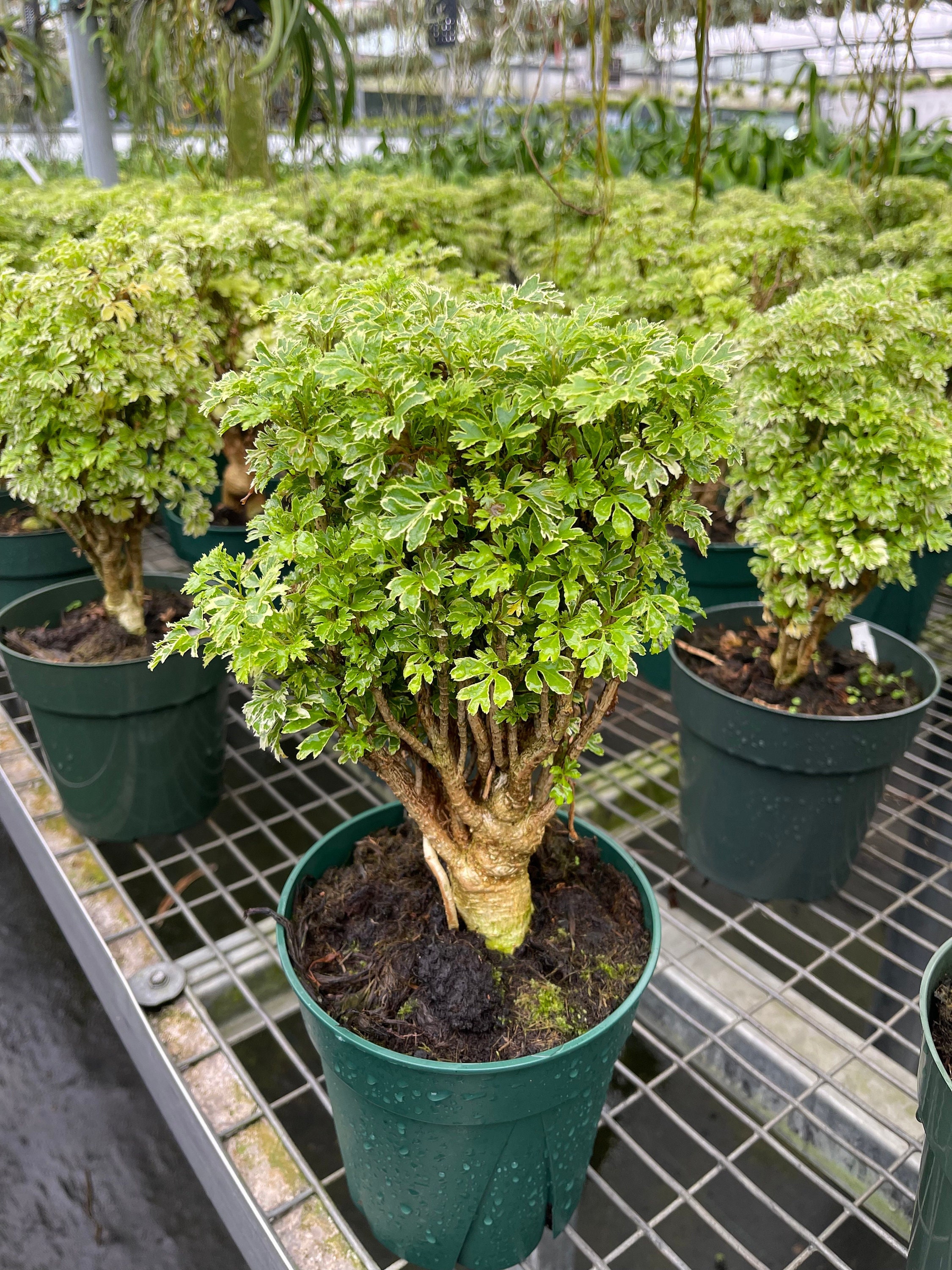Aralia Polyscias Ming Gold Variegated Mini Bonsai Tree 6inch Pot Etsy