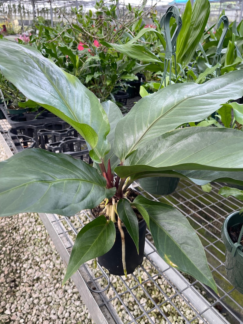 Anthurium Hookeri Birds Nest Etsy