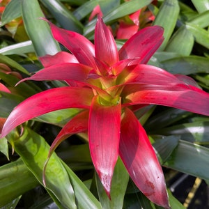 Guzmania Tatiana 5 pot Bromeliad image 4