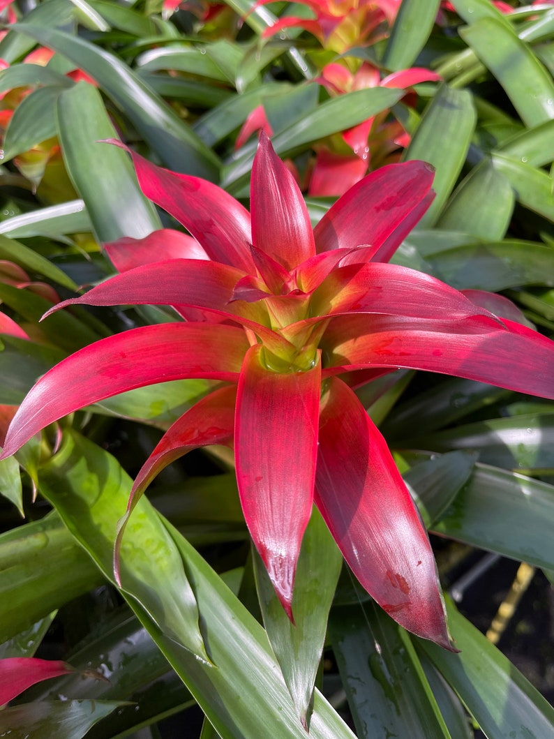 Guzmania Tatiana 5 pot Bromeliad image 4