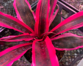 Cryptanthus Red Baron | Earth Star Bromeliads