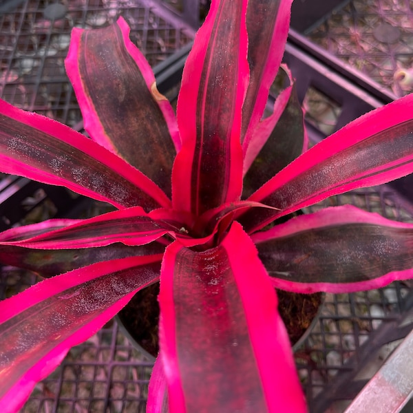 Cryptanthus Red Baron | Earth Star Bromeliads