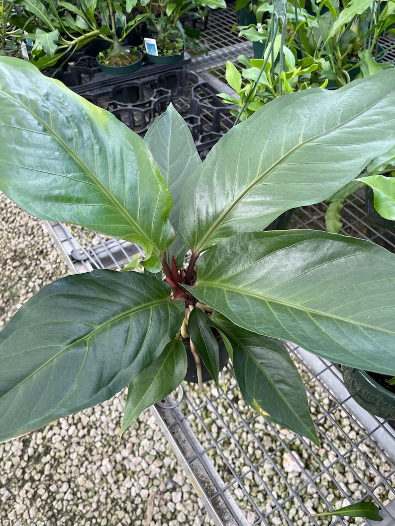 Anthurium Hookeri Birds Nest Etsy