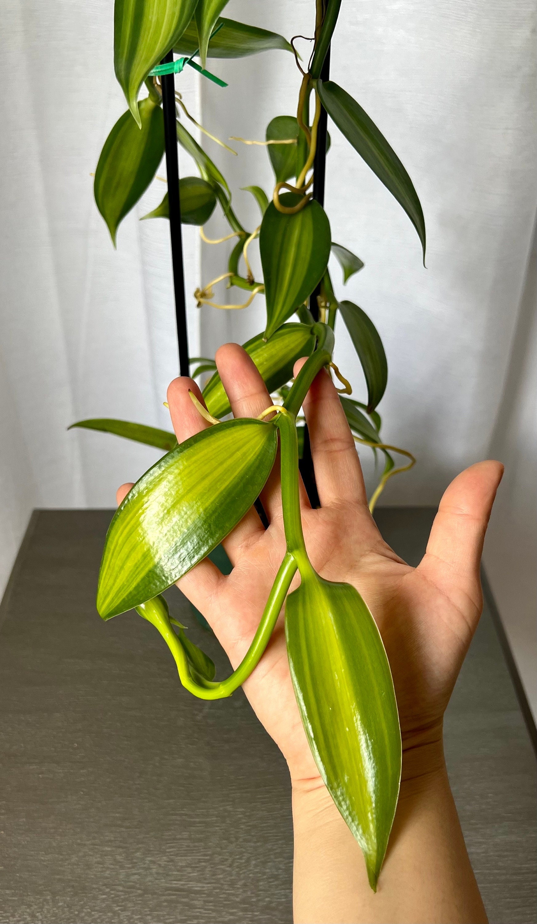 Vanilla Planifolia Variegata Orchid Vanilla Bean Orchid Etsy