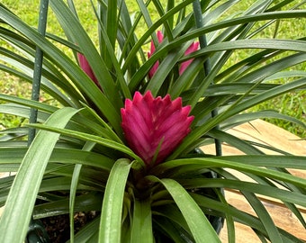 6” Tillandisa Cyanea Multi Combo in a green swirl hanging basket