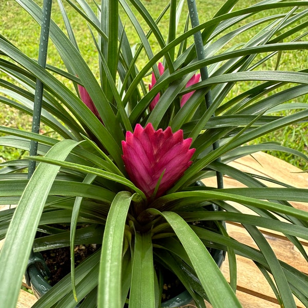 6” Tillandisa Cyanea Multi Combo in a green swirl hanging basket