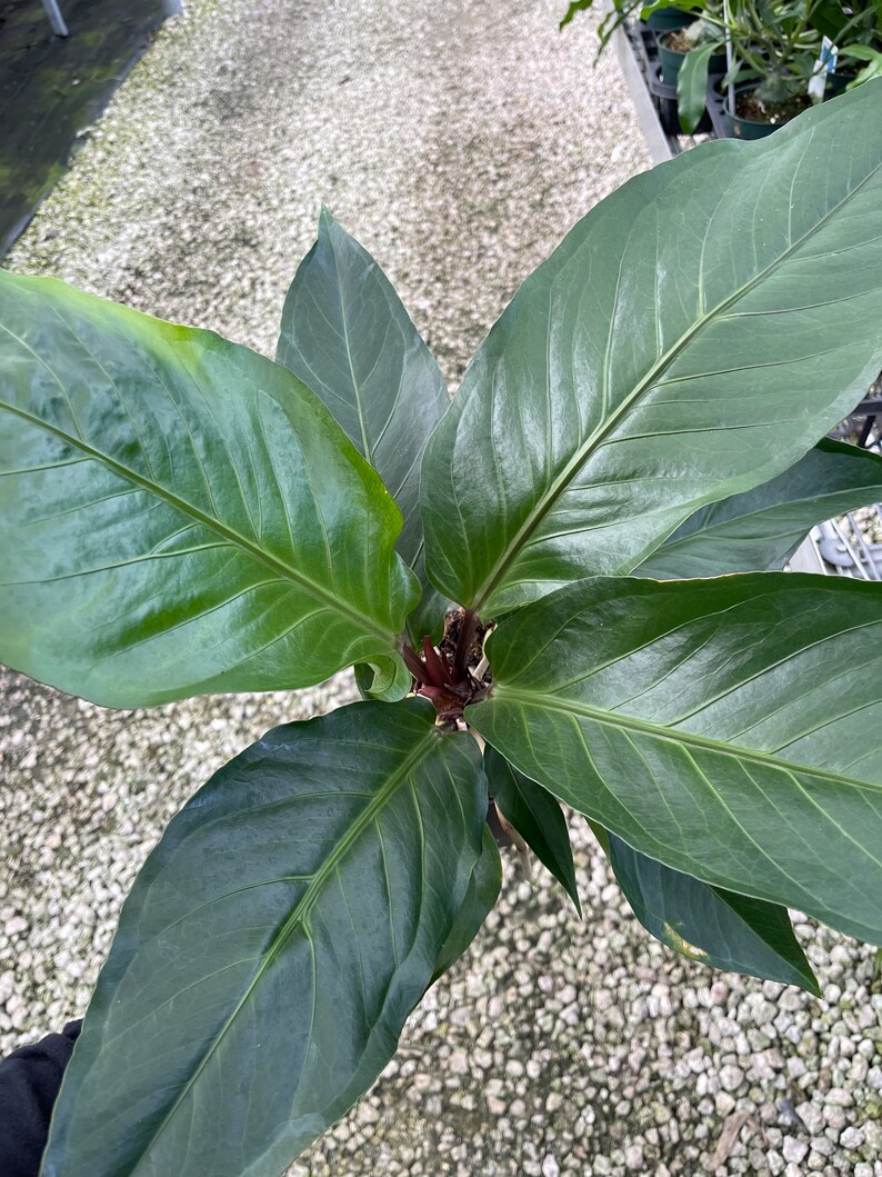 Anthurium Hookeri Birds Nest Etsy