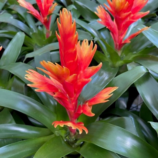 Vriesea Intenso Peach | 6” pot | Bromeliad