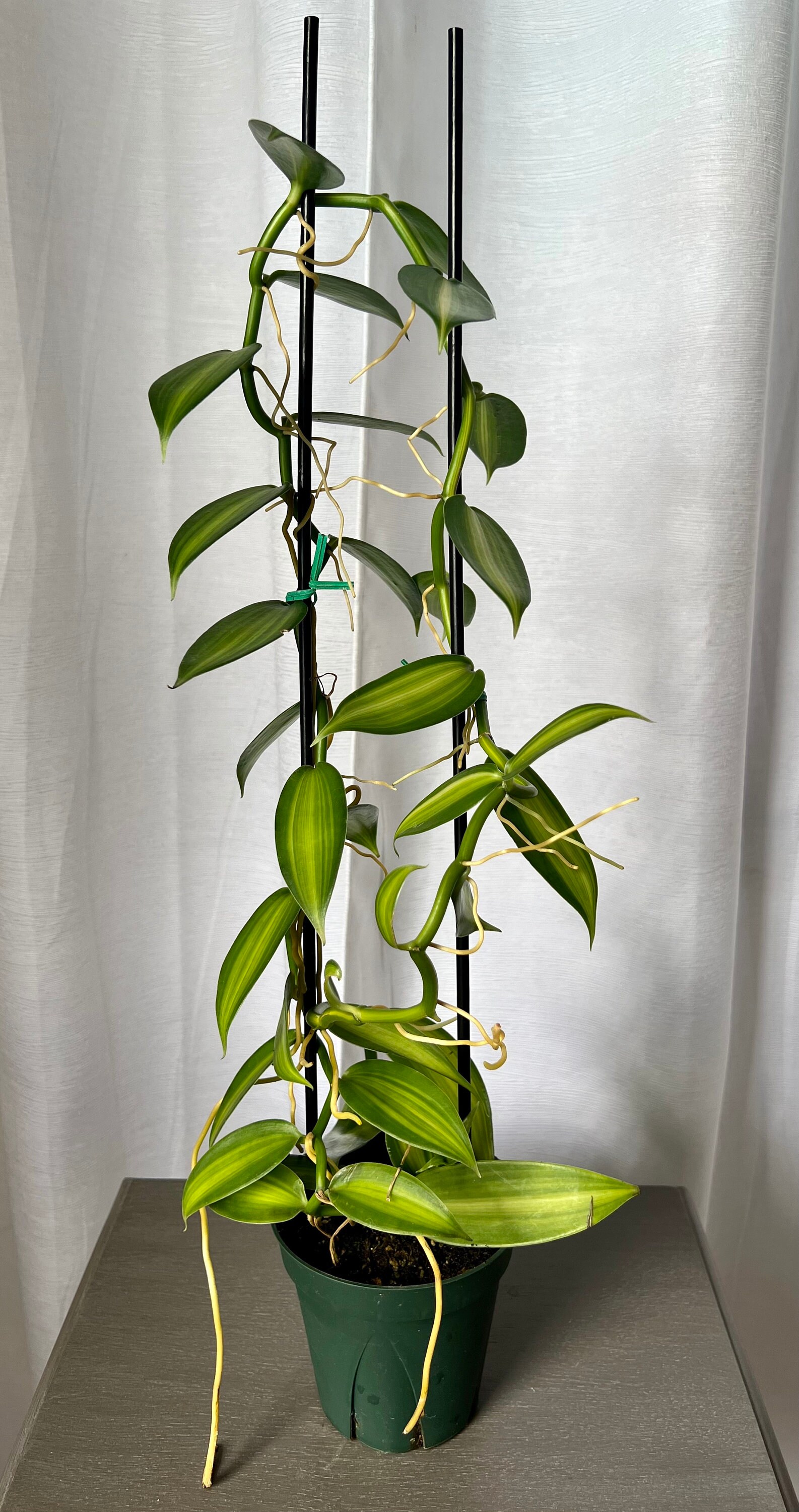 Vanilla Planifolia Variegata Orchid Vanilla Bean Orchid Etsy