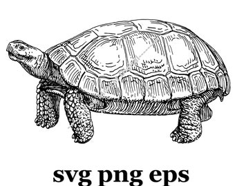 Turtle SVG PNG EPS
