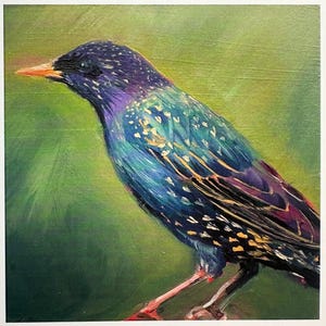 Cartão de felicitações - “Darling Starling” de Nicola King - Coleção British Birds - Materiais ecológicos - Cartão de arte da natureza caprichosa - Cartão em branco