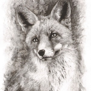 Arte della fauna selvatica: Ritratto di volpe "Imagine" **Disegno originale a carboncino su carta tela** ~ splendidamente incorniciato - 28,5x22" ~ di Nicola King