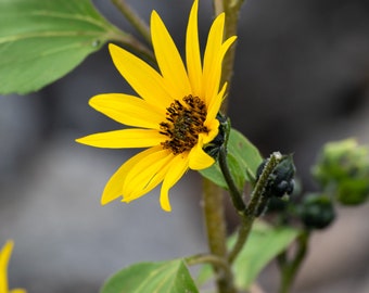 Yellow Flower