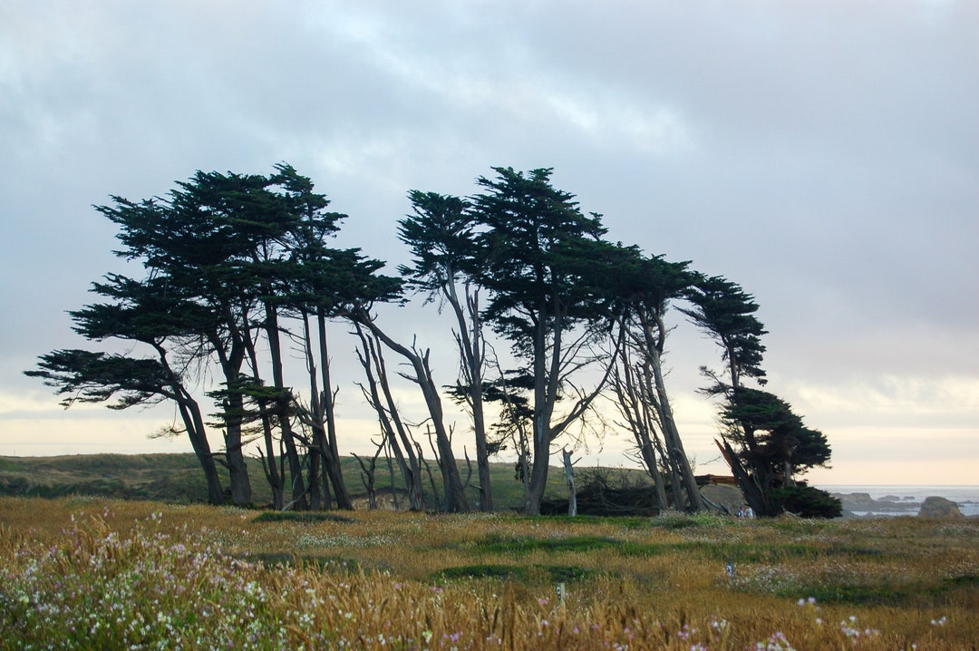 Norcal Trees Norcal Beach Trees - Etsy