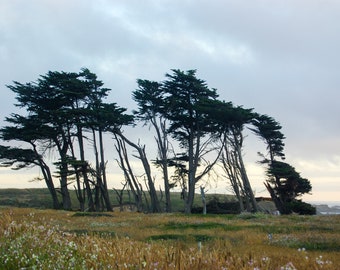 NorCal Beach Trees